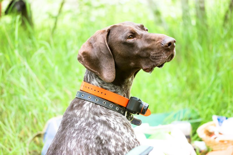 12 Shock Collar Alternatives: Better Ways to Dog Train!